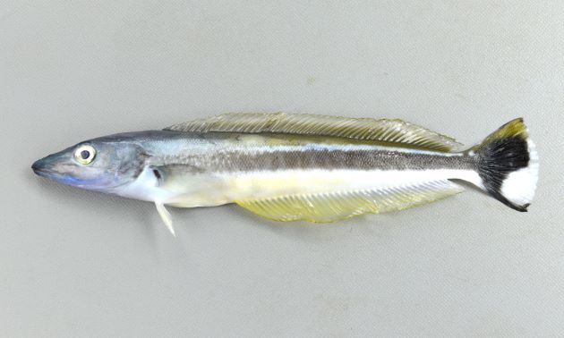 SL 35cm前後。口はとがる細長い紡錘形。鰓蓋骨に棘は長い。背鰭は１で基部が長い。臀鰭の基部が長い。尾鰭は截形。