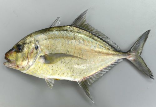 SL50cm前後。稜鱗(ぜんご)は尾柄部から前方に短い。吻が垂直に見えるほど。