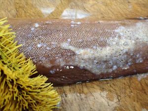 クリックで拡大表示