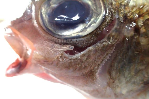 眼下骨の縁辺、前鰓蓋骨の下縁に鋸歯がある。眼下に大きな棘が１本後方に向かってある。