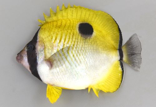 イッテンチョウチョウウオ | 魚類 | 市場魚貝類図鑑