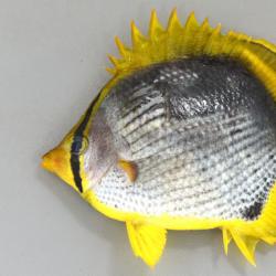 チョウチョウウオ属について 生物一覧ー 市場魚貝類図鑑