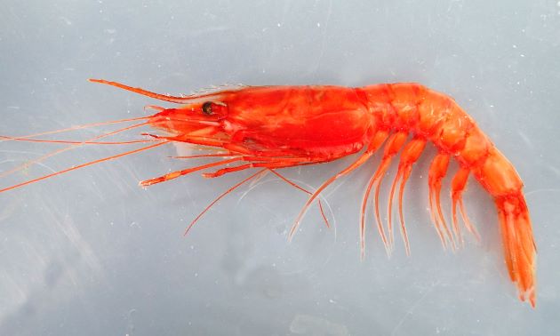 20cm近くになる。生の状態で赤が強い。頭部が大きく額角が長い。