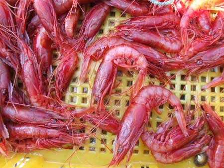 水揚げ直後のツノナガチヒロエビ