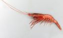 ツノナガチヒロエビのサムネイル写真