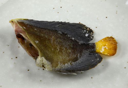 チリメンヤッコ 魚類 市場魚貝類図鑑 チリメンヤッコ 魚類 市場魚貝類図鑑