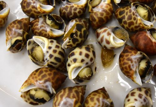 クリックで拡大表示