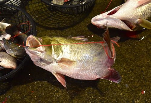バラマンディ 魚類 市場魚貝類図鑑