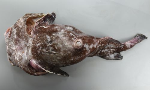 ニュウドウカジカ ブロブフィッシュ 市場魚貝類図鑑