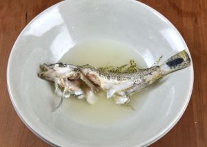 オグロトラギス 魚類 市場魚貝類図鑑