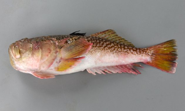 SL 25cm前後になる。背鰭は２基、頭部背側後端（擬鎖骨棘）に強い棘がある。体に虫食いを思わせる文様がある。前鰓蓋骨下縁の棘は弱く４本以上。両眼の間のくぼみは、両眼後縁に達する。唇周辺に小さな皮弁がある。