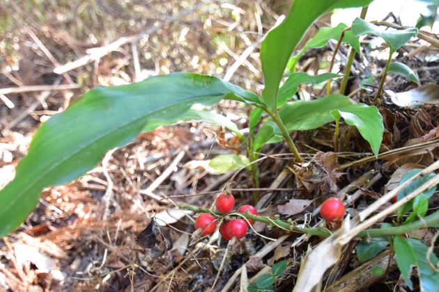 長さ30-60cm。葉は笹の葉のようで中央部分がやや広く先端がとがる。偽茎が地上から立ち上がり赤色の筋のある花を咲かせる。実は赤い。