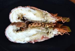 ウチワエビ 甲殻 市場魚貝類図鑑 ウチワエビ 甲殻 市場魚貝類図鑑