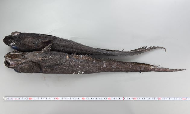 TL 75cm前後になる。全身の黒みが強く、頭部は小さく吻は尖らず、口と目が大きい。鰓条骨は６、第２背鰭起部は尻鰭起部よりも前。
