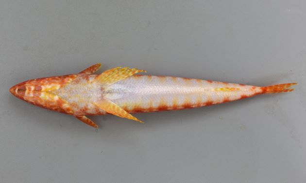 SL30cm前後になる。円筒形で細長い。脂鰭がある。背鰭は通常13軟条で10-12軟条の固体もある。腹鰭の前方部分の軟条が短く、後方が長い。歯は最前方だけではなく少し後方も長い。尾鰭には大きな褐色の斑紋がない。背鰭は通常13軟条（10-13）
