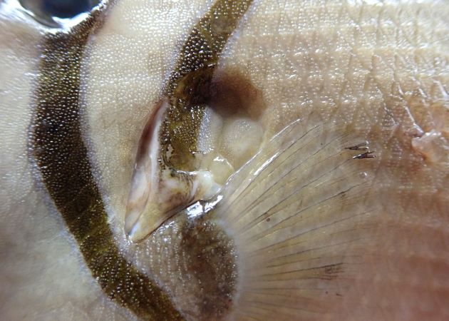 鰓孔の後ろに骨質の大きな鱗がある。