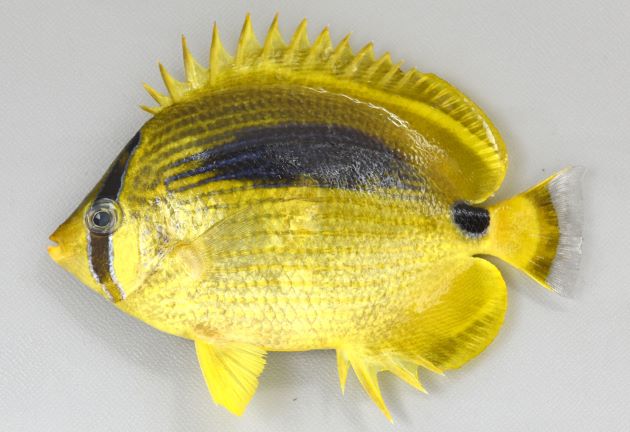 15cm SL 前後になる。体は楕円形で側へんする。尾柄部に眼球大の暗色斑がある。黄色い地色に暗色(青い)縦線がある。臀鰭棘数は4。