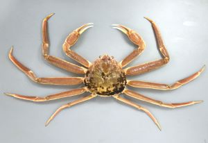 ズワイガニのサムネイル写真