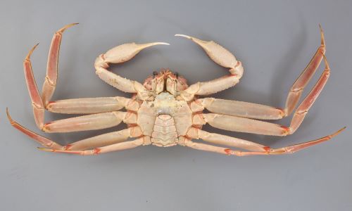 雄 甲長12cm・甲幅10cm前後になる。甲が小さく極端に脚が長い。丸みを帯びた正三角形。口の上部には4歯があり直線上に並ぶ。