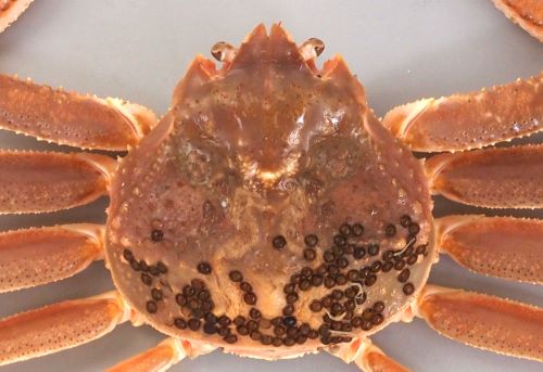 雄 甲長12cm・甲幅10cm前後になる。甲が小さく極端に脚が長い。丸みを帯びた正三角形。口の上部には4歯があり直線上に並ぶ。