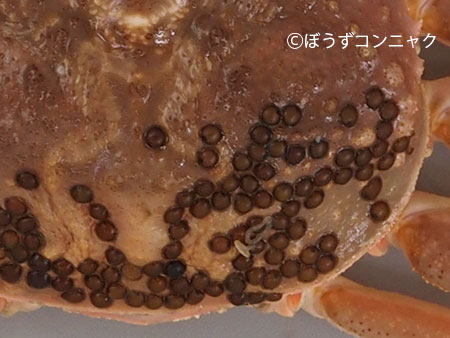 ズワイガニの甲羅に付いているカニビルの卵