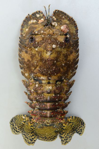 ミナミゾウリエビ 甲殻 市場魚貝類図鑑