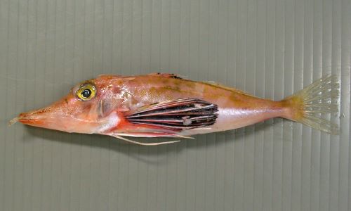ハナナガソコホウボウ 魚類 市場魚貝類図鑑