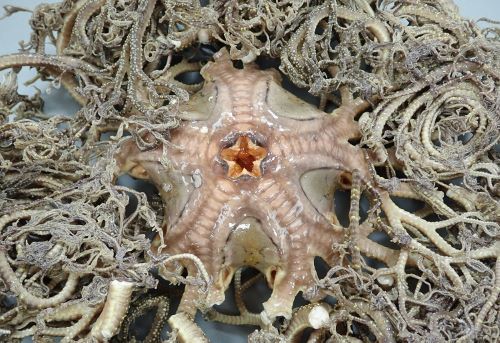 セノテヅルモヅル セノテズルモズル 市場魚貝類図鑑 セノテヅルモヅル セノテズルモズル 市場魚貝類図鑑