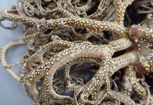 セノテヅルモヅル セノテズルモズル 市場魚貝類図鑑 セノテヅルモヅル セノテズルモズル 市場魚貝類図鑑