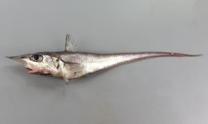 トンガリヒゲのサムネイル写真