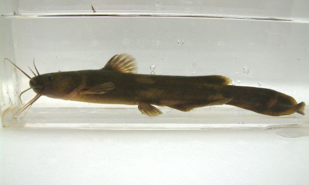 25cm TL 前後になる。細長く頭部はやや縦へんし、ヒゲは8本ある。尾鰭は少しだけ切れ込む。