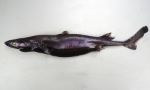 フジクジラのサムネイル写真