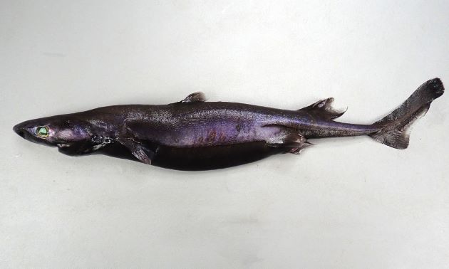 フジクジラの形態写真