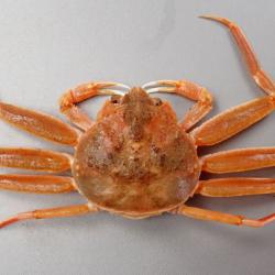 モクズガニ　40匹+何匹かおまけ モクズガニ 40匹+何匹かおまけ ズワイガニを二匹買ったが