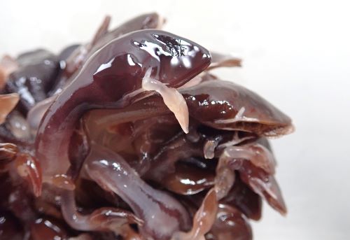 スジエボシ 甲殻 市場魚貝類図鑑