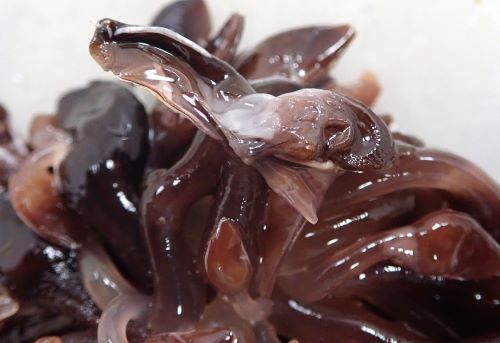 スジエボシ 甲殻 市場魚貝類図鑑 スジエボシ 甲殻 市場魚貝類図鑑