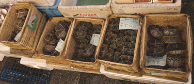 クリックで拡大表示 竹籠に入ったチュウゴクモクズガニ