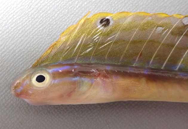 55cm SL 前後になる。体は非常に細く長く体に帯状の褐色の帯がある。背鰭・尻鰭が長く、背鰭の途中に黒斑がある。