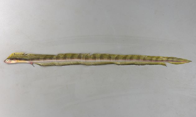 55cm SL 前後になる。体は非常に細く長く体に帯状の褐色の帯がある。背鰭・尻鰭が長く、背鰭の途中に黒斑がある。