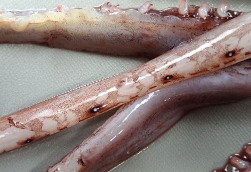 外套腹面、触腕に発光器がある。
