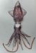 ダイオウホタルイカモドキのサムネイル写真
