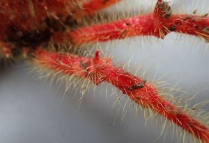 クリックで拡大表示