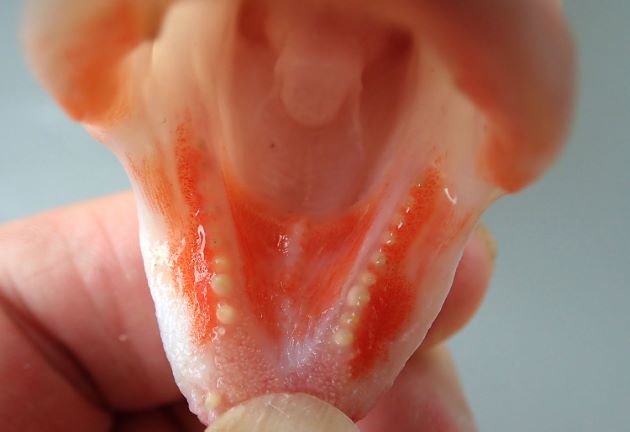 下顎側部の歯は鈍い円錐状。