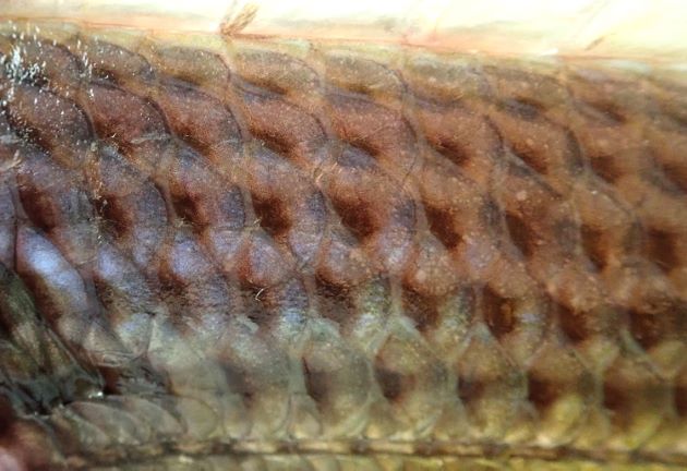 いちばん体高の高い部分、側線から背鰭つけ根までの鱗数はいちばん上の小さなものも含めて６。