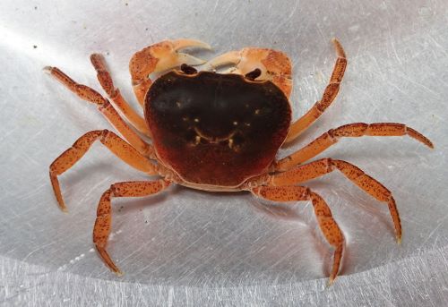 生物細密画「サワガニの食事」 生物細密画「サワガニの食事」 生物細密画「サワガニの食事
