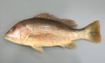 カドガワフエダイのサムネイル写真