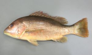 カドガワフエダイのサムネイル写真