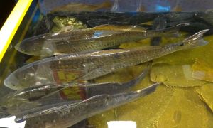 クリックで拡大表示