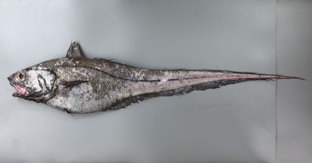 1.5m TL 前後になる。頭部はあまり尖らず頭部は小さい。第1背鰭第２棘の前縁はノコギリ状。第2背鰭と尻鰭の基部前端は背鰭の方が前方にある。上顎の歯は２列、下顎の歯は１列。