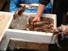 クリックで拡大表示 水氷のスルメイカ